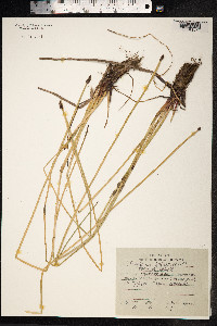 Eleocharis palustris image