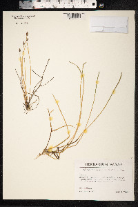 Eleocharis palustris image