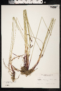 Eleocharis palustris image