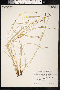 Eleocharis palustris image