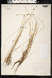 Eleocharis palustris image