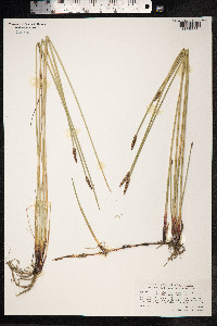 Eleocharis palustris image