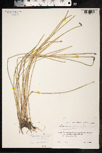 Eleocharis palustris image