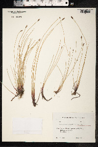 Eleocharis palustris image