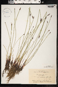 Eleocharis palustris image