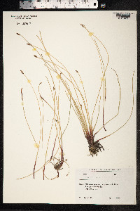 Eleocharis palustris image