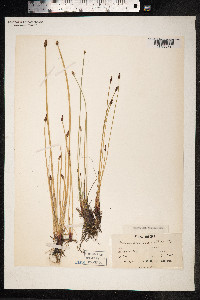 Eleocharis palustris image