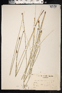 Eleocharis palustris image