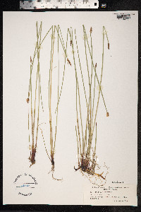 Eleocharis palustris image