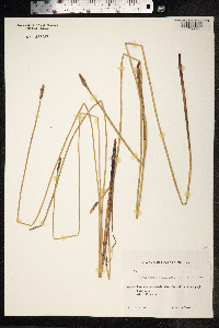 Eleocharis palustris image