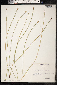 Eleocharis palustris image
