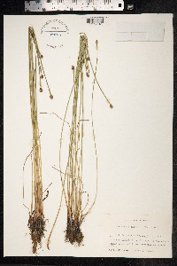 Eleocharis palustris image