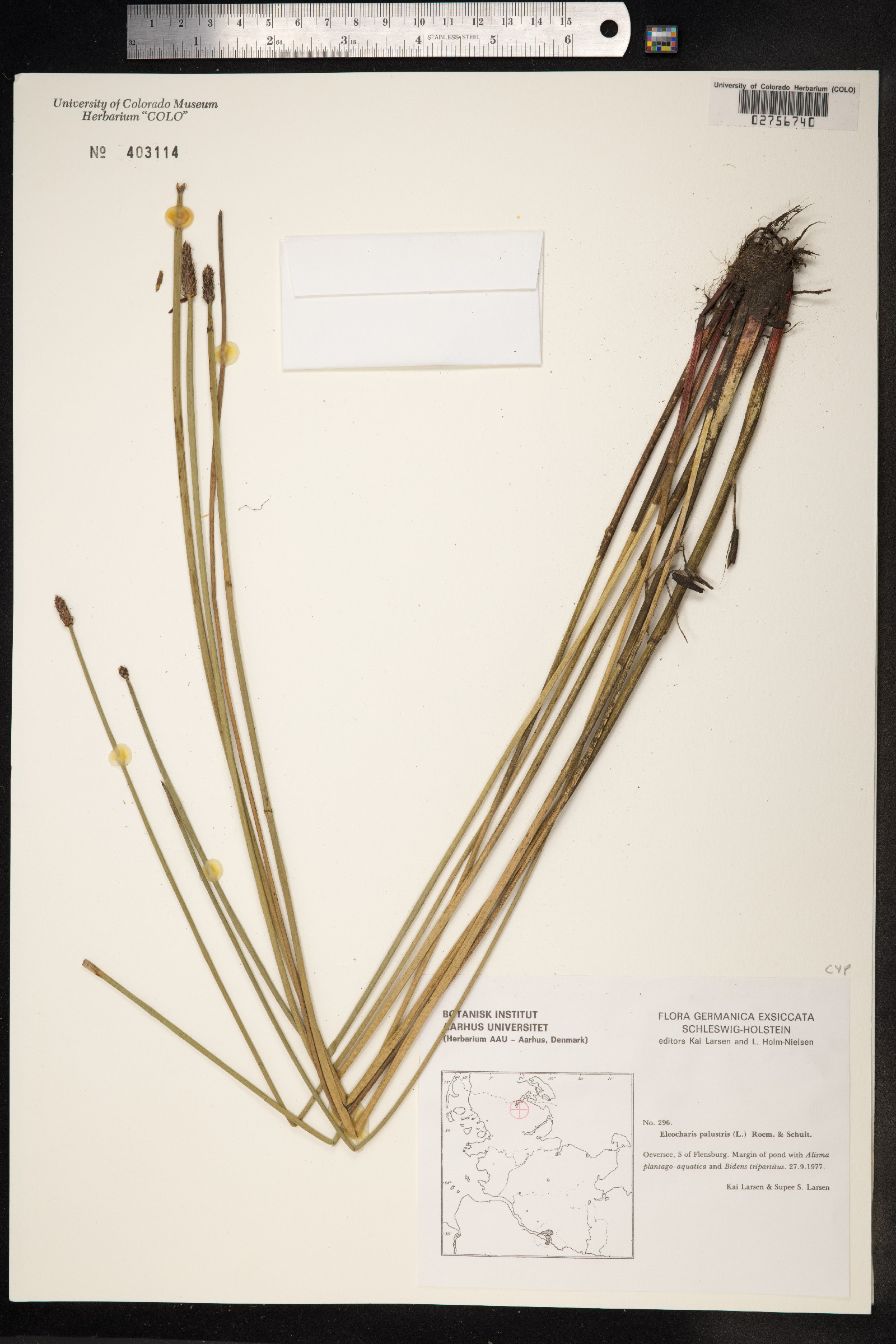 Eleocharis palustris image