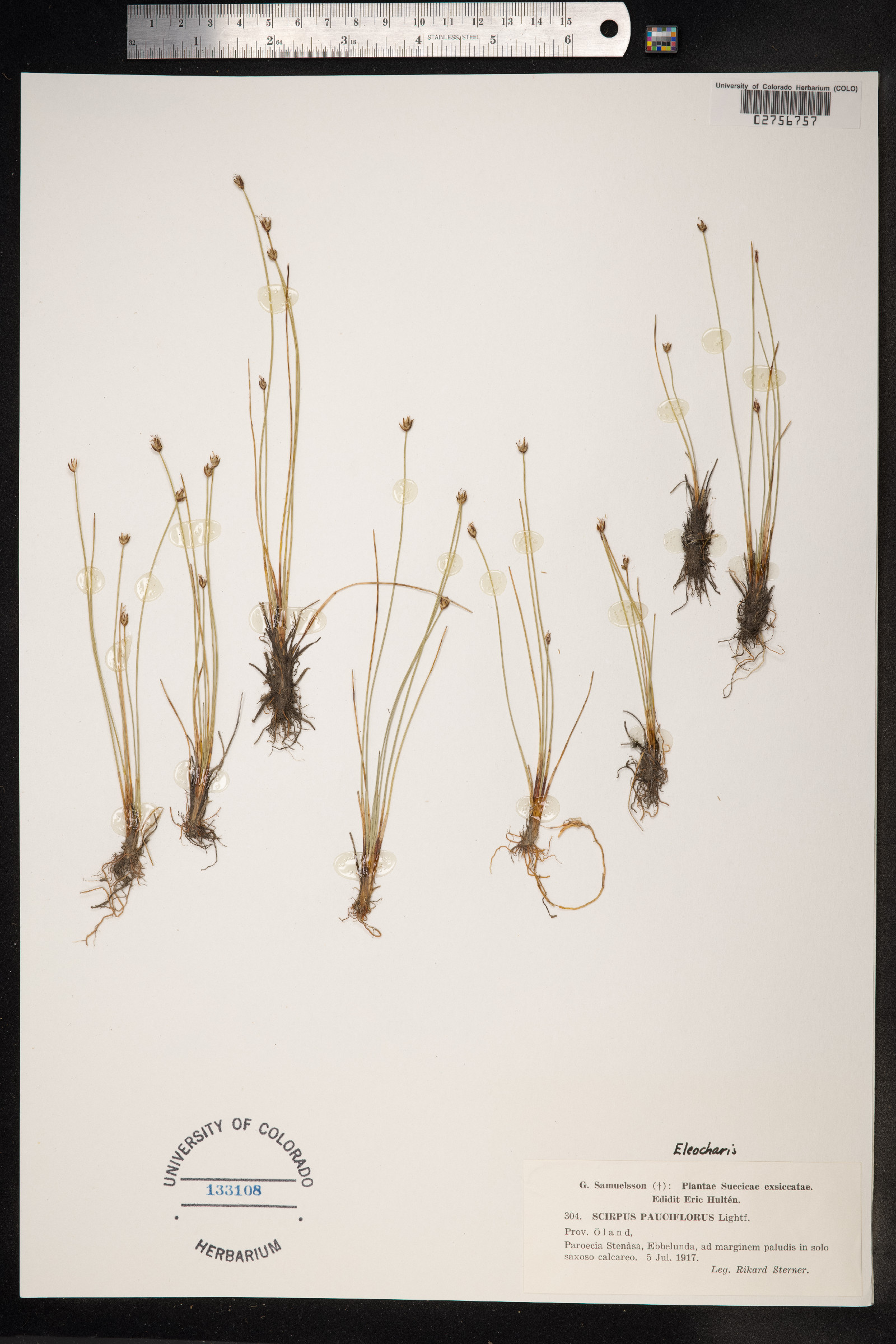 Eleocharis quinqueflora image