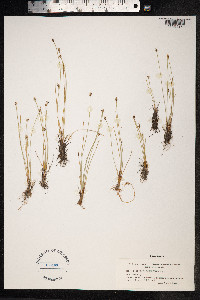 Eleocharis quinqueflora image