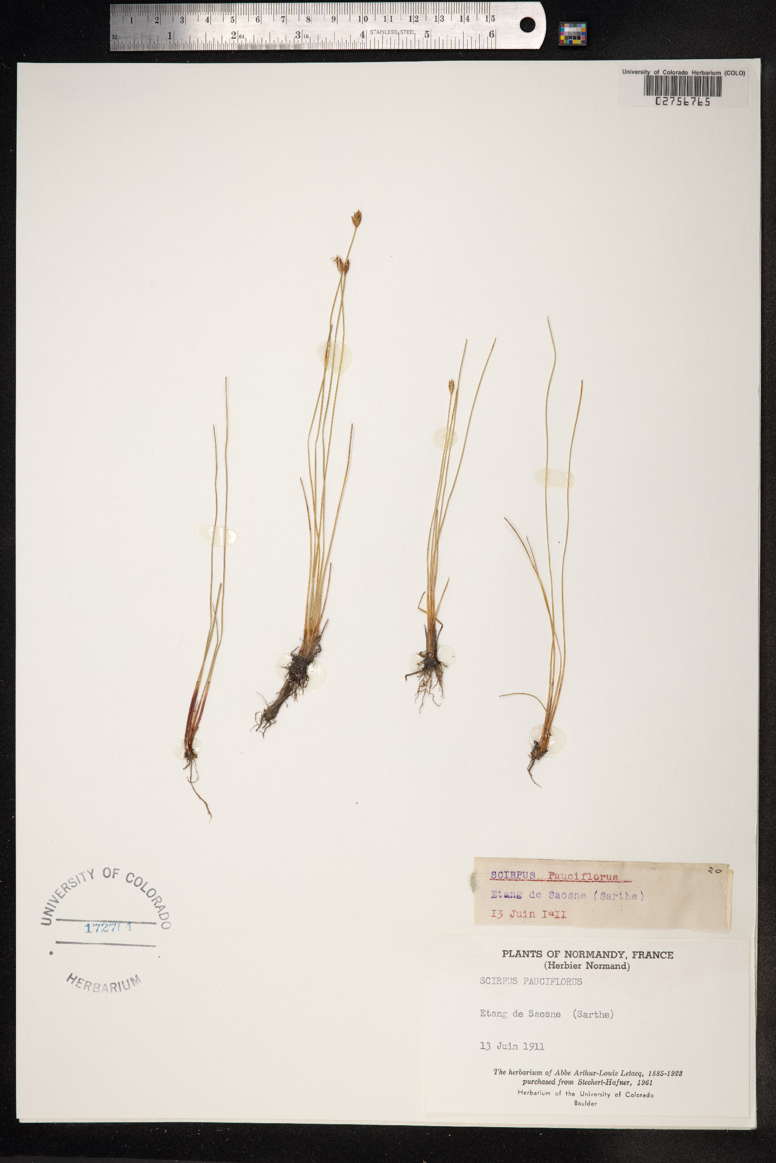 Eleocharis quinqueflora image