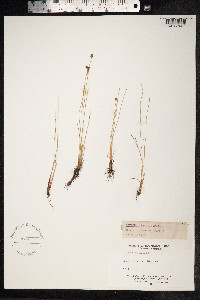 Eleocharis quinqueflora image