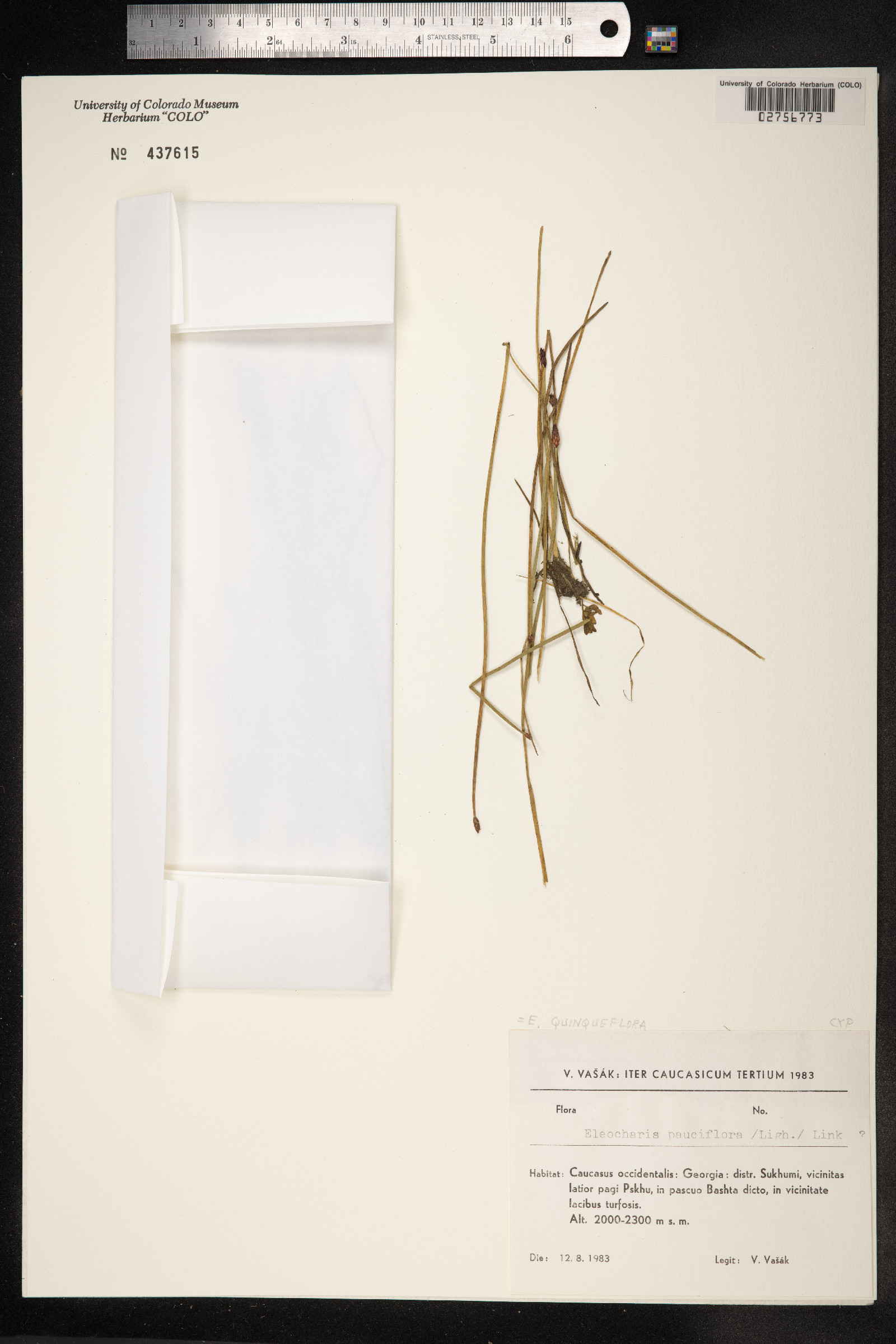 Eleocharis quinqueflora image