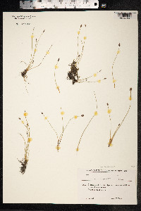 Eleocharis quinqueflora image