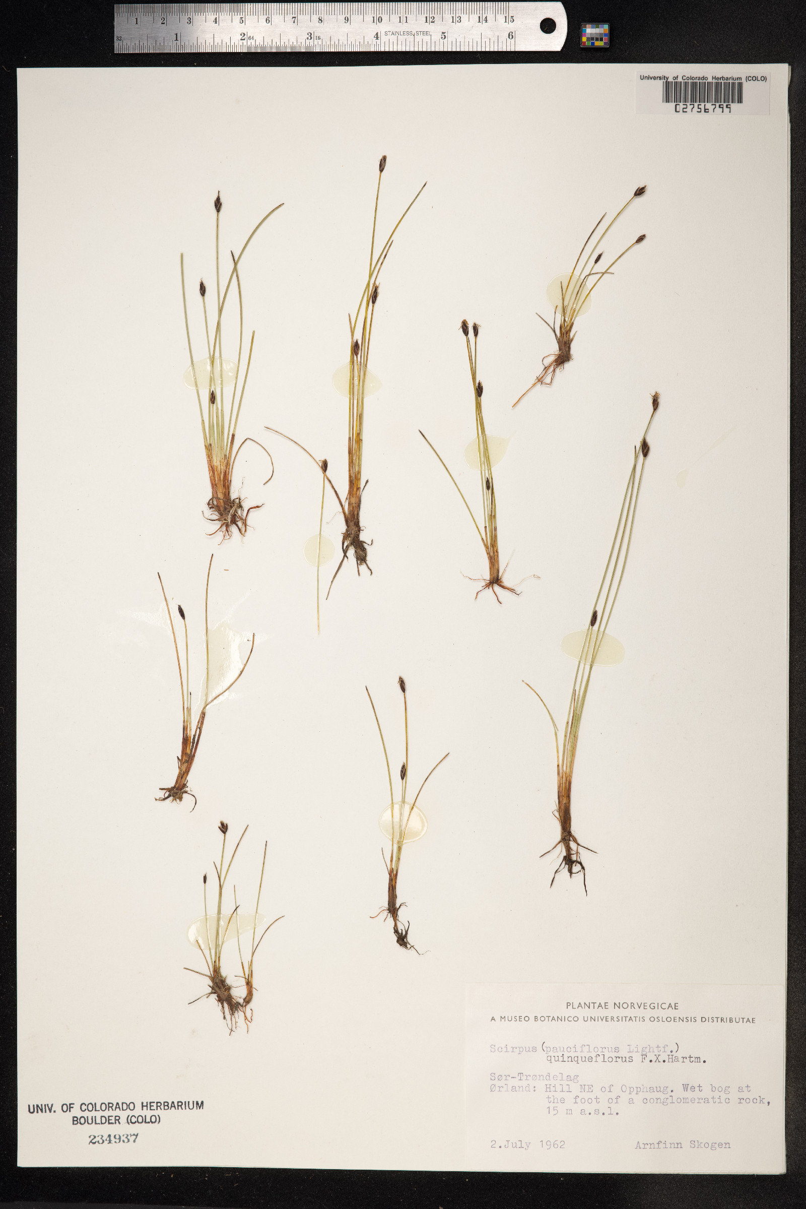 Eleocharis quinqueflora image