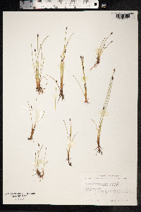 Eleocharis quinqueflora image