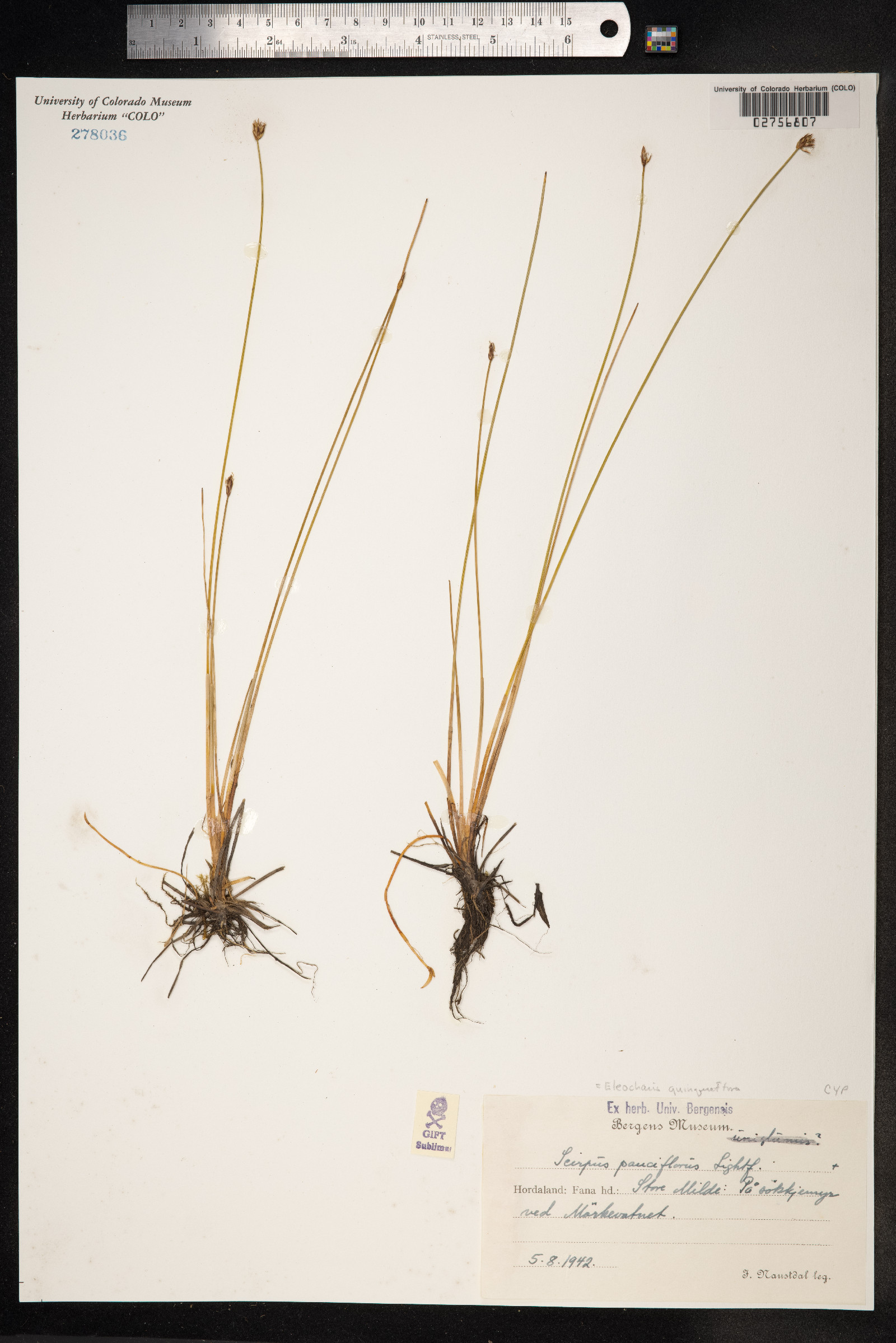 Eleocharis quinqueflora image