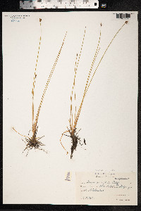 Eleocharis quinqueflora image