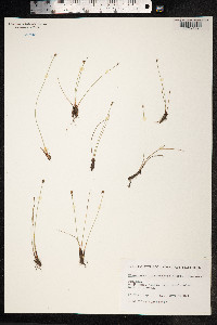 Eleocharis quinqueflora image