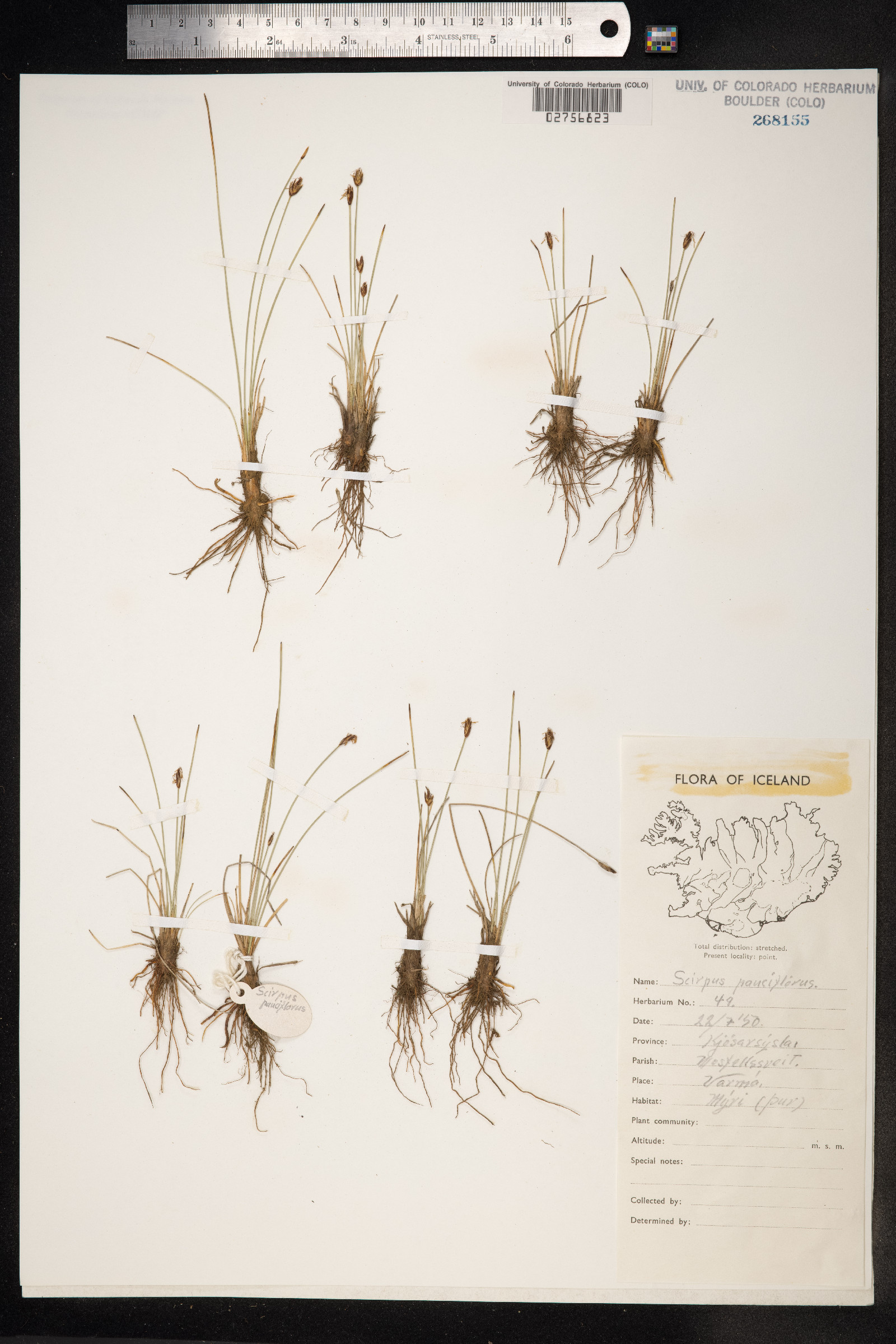 Eleocharis quinqueflora image