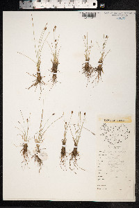 Eleocharis quinqueflora image