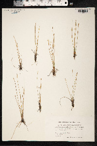 Eleocharis quinqueflora image