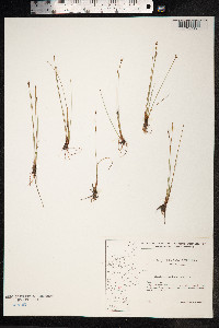 Eleocharis quinqueflora image