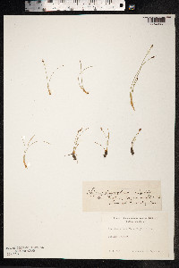 Eleocharis quinqueflora image