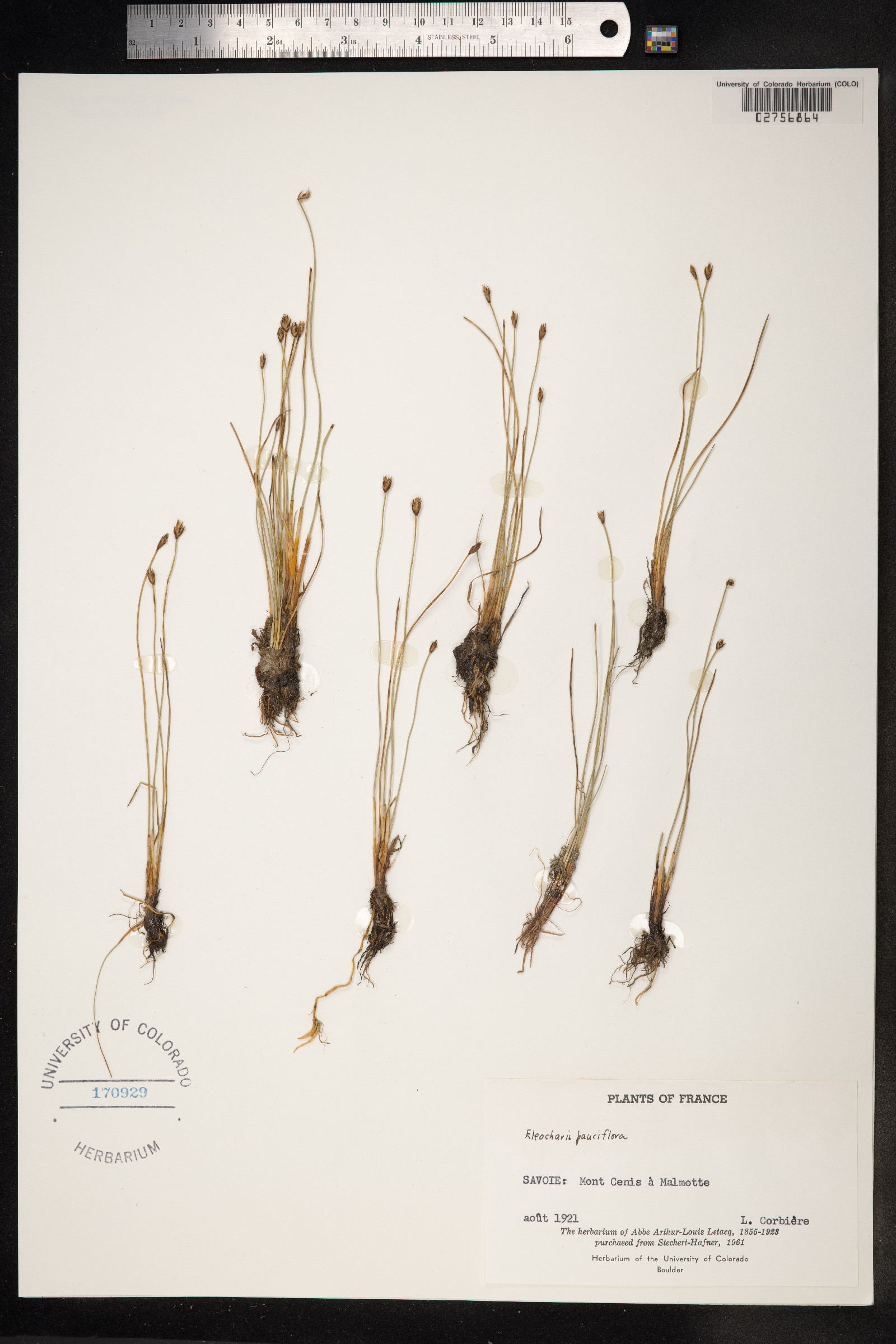 Eleocharis quinqueflora image