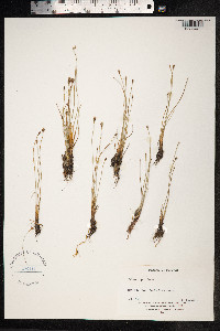 Eleocharis quinqueflora image
