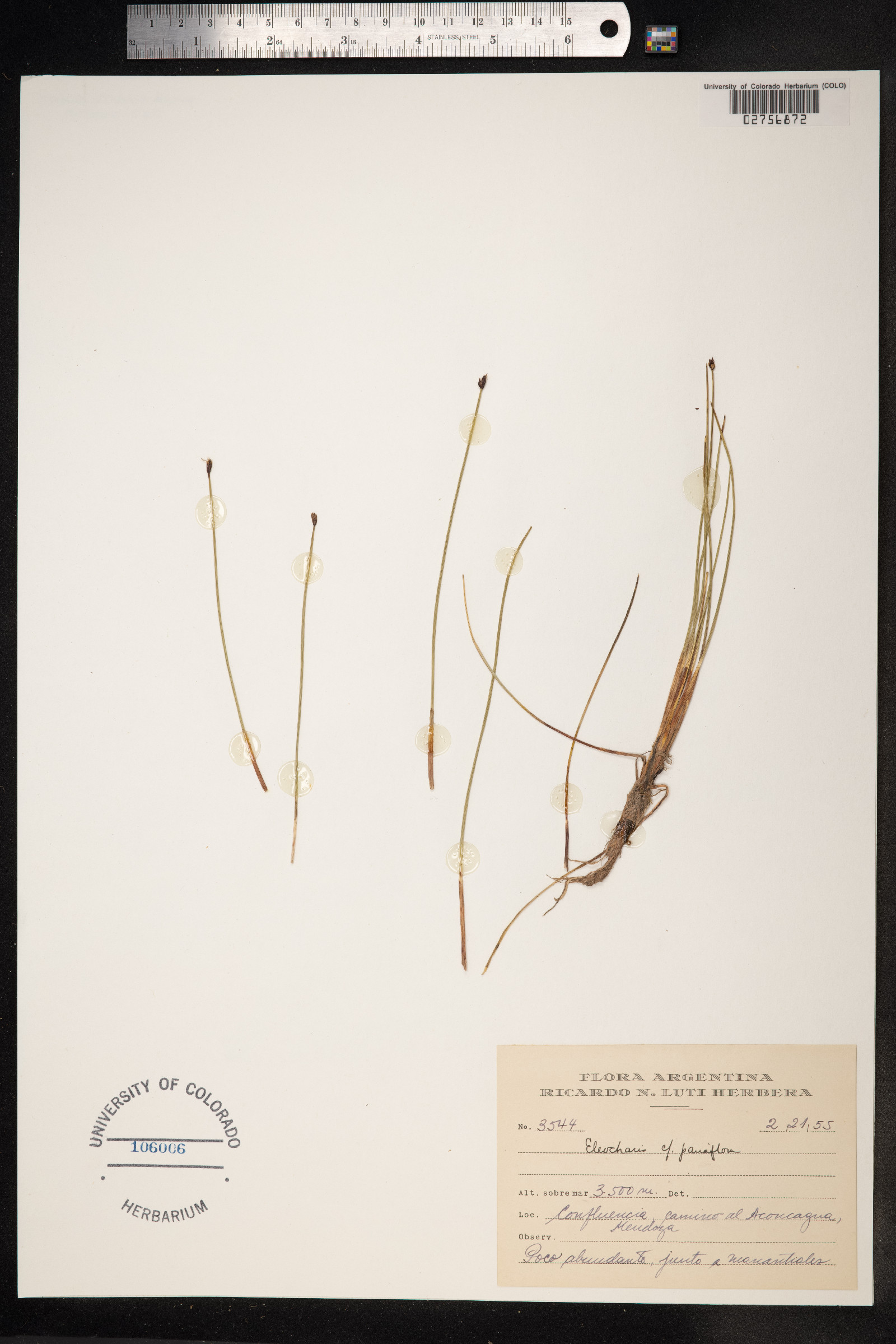Eleocharis quinqueflora image
