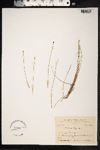 Eleocharis quinqueflora image