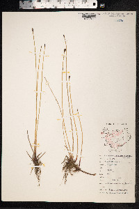 Eleocharis uniglumis image