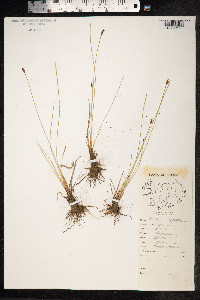 Eleocharis uniglumis image