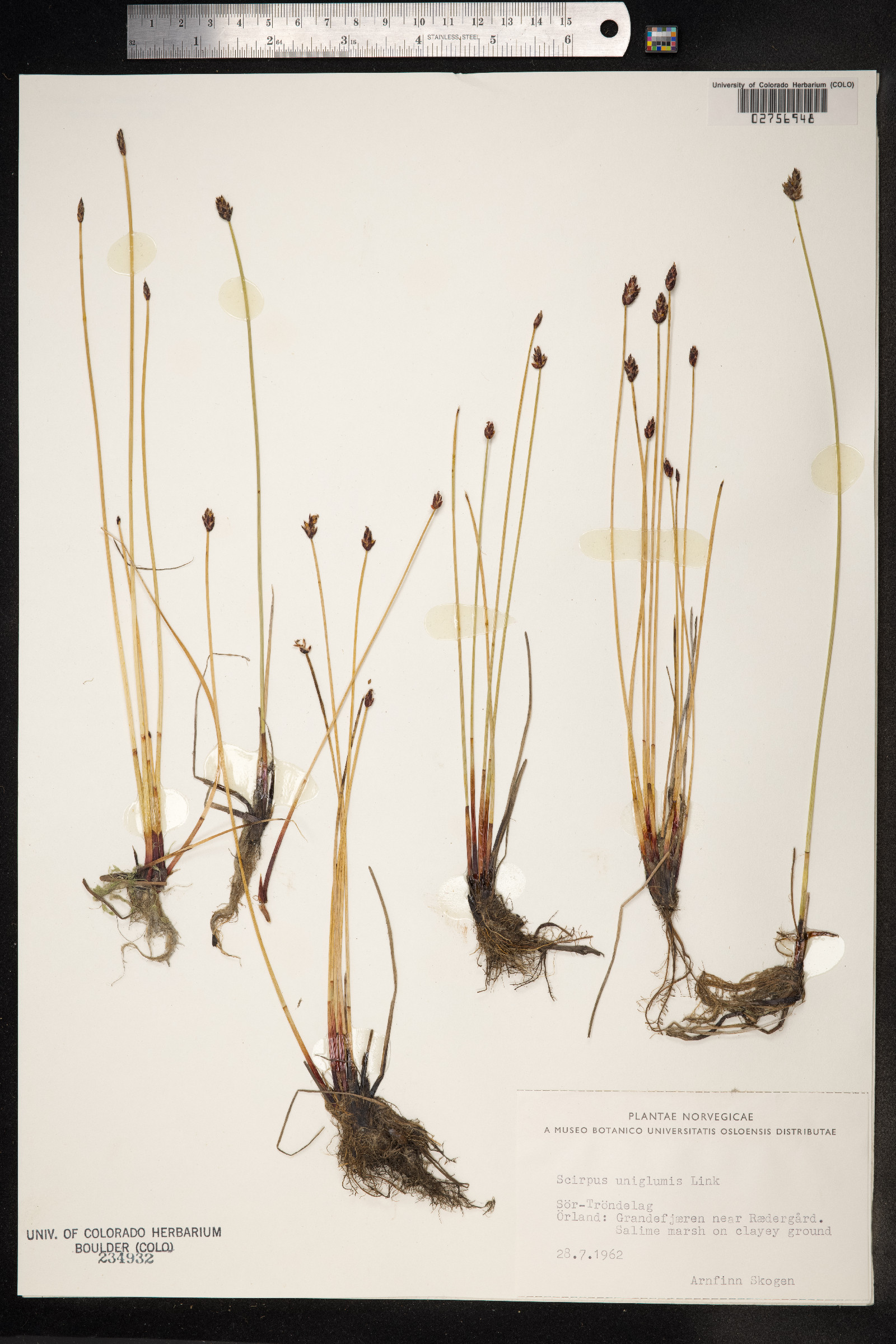 Eleocharis uniglumis image