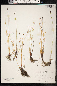 Eleocharis uniglumis image