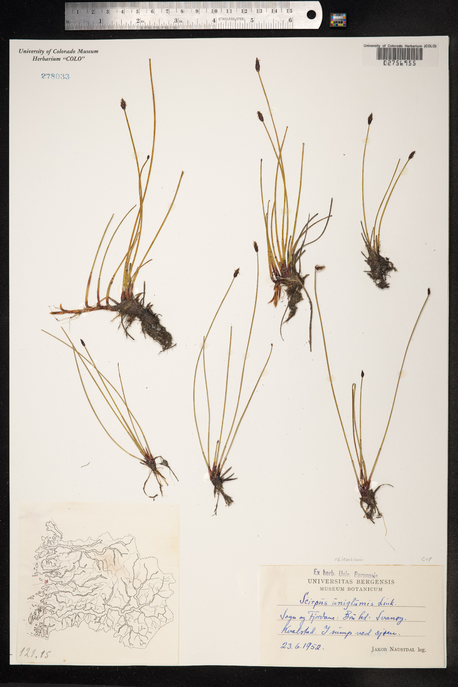 Eleocharis uniglumis image