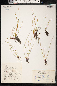 Eleocharis uniglumis image
