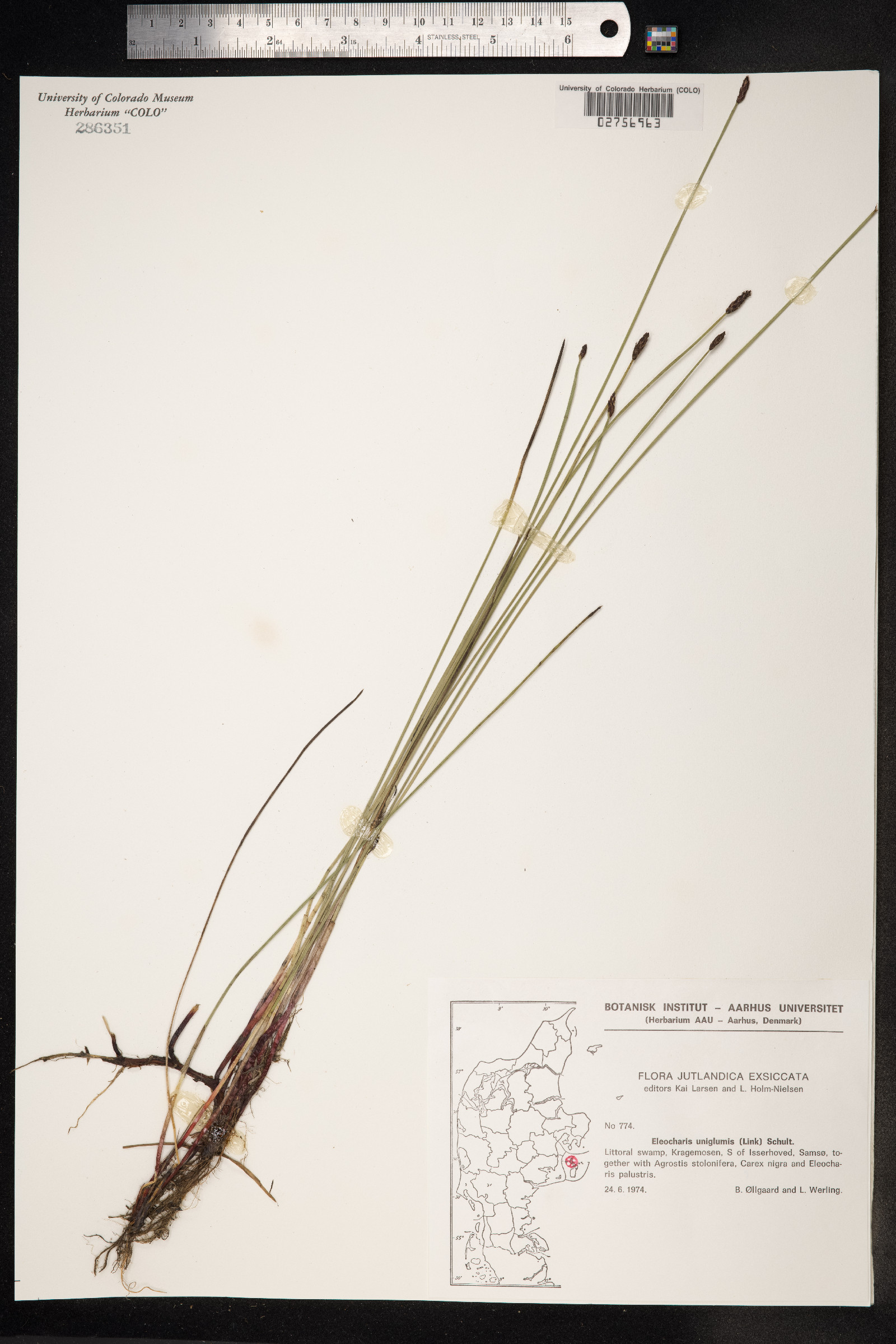 Eleocharis uniglumis image