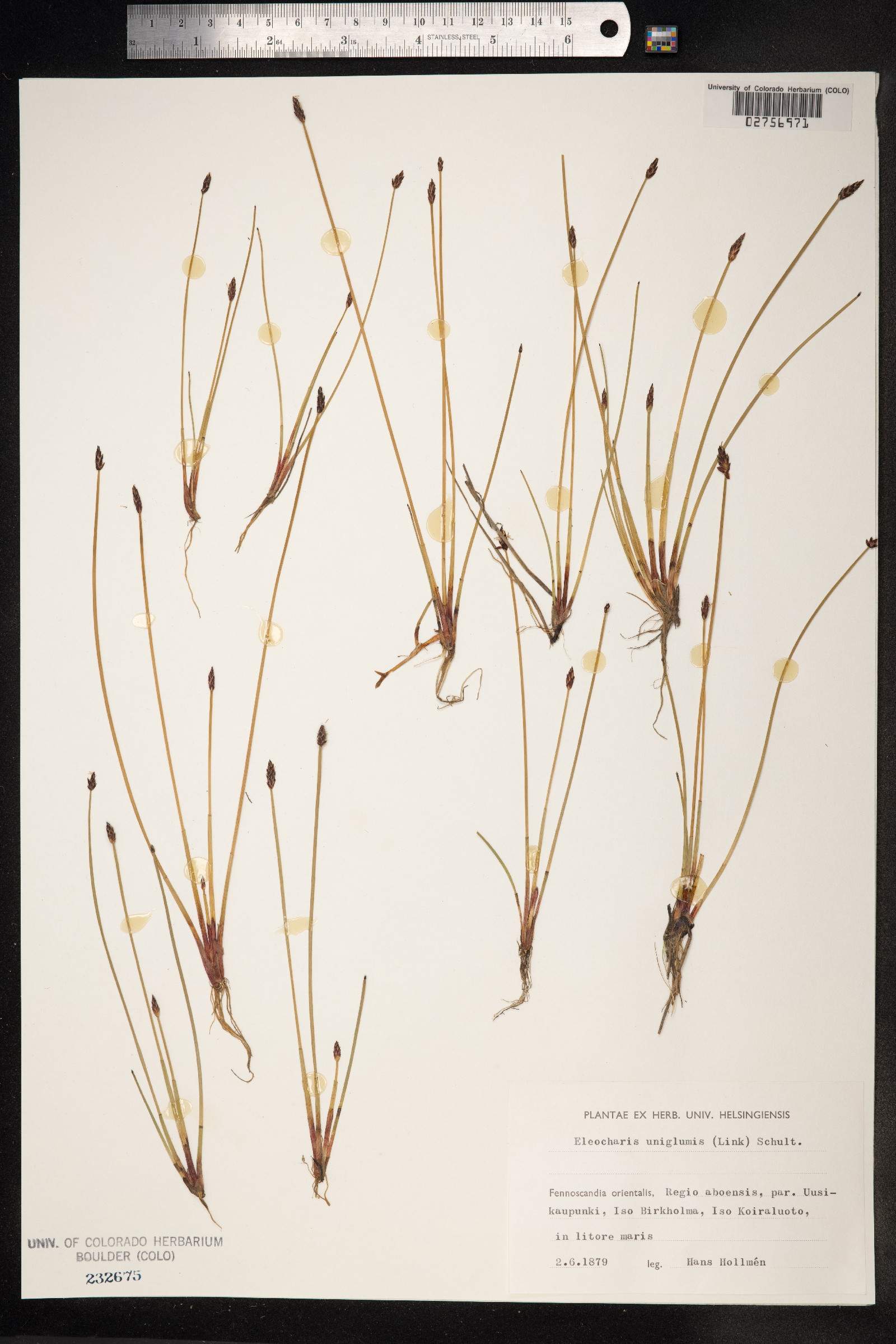 Eleocharis uniglumis image