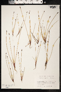 Eleocharis uniglumis image