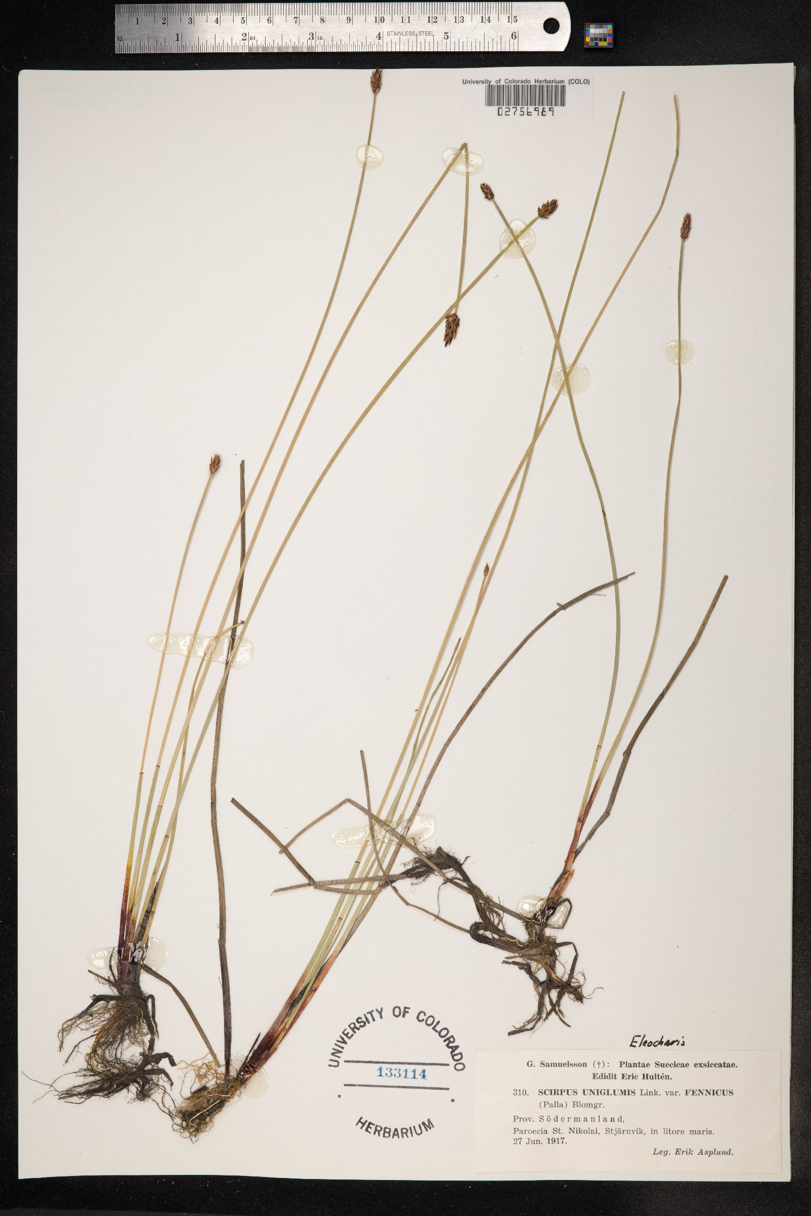 Eleocharis uniglumis image