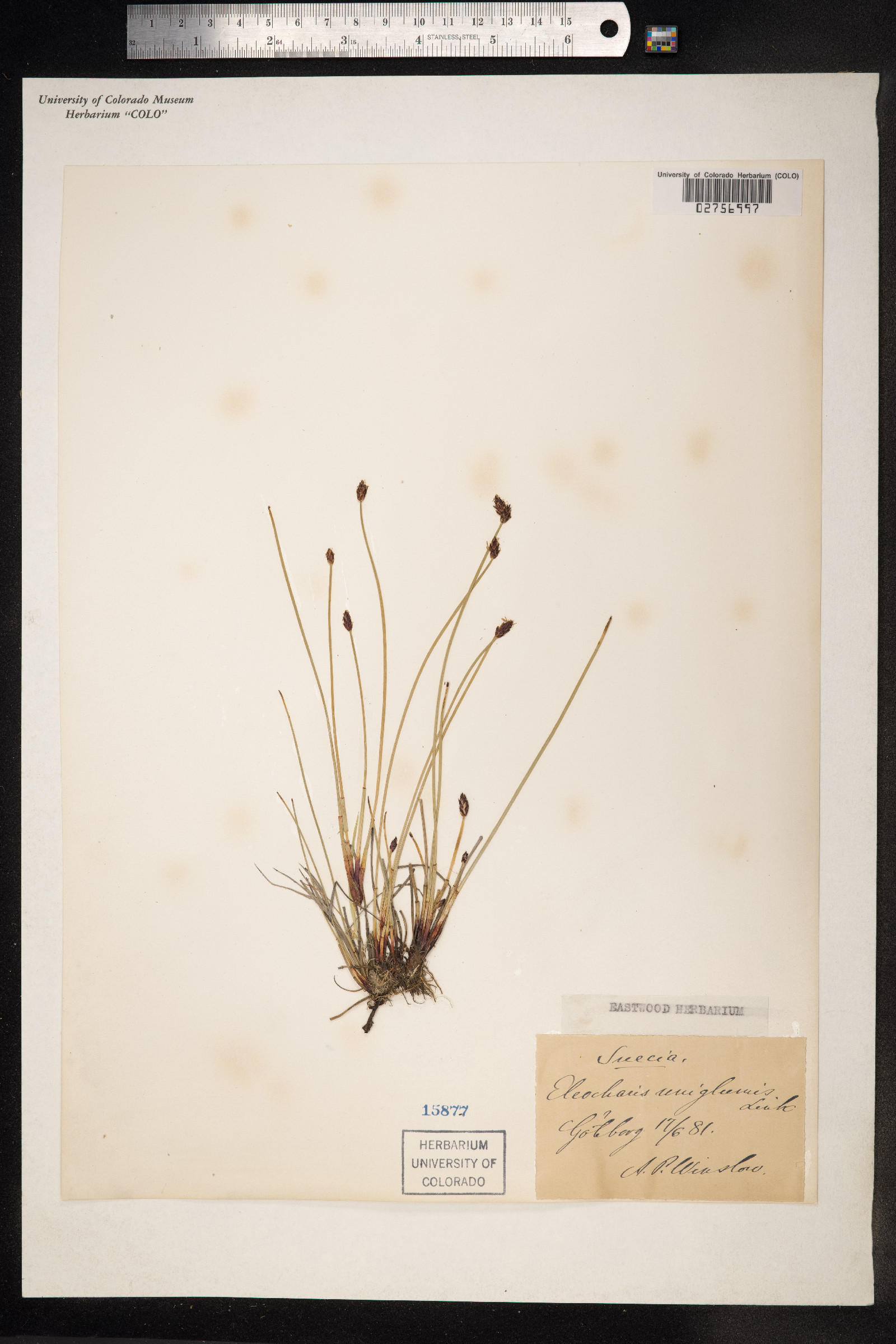 Eleocharis uniglumis image