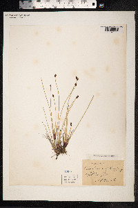 Eleocharis uniglumis image