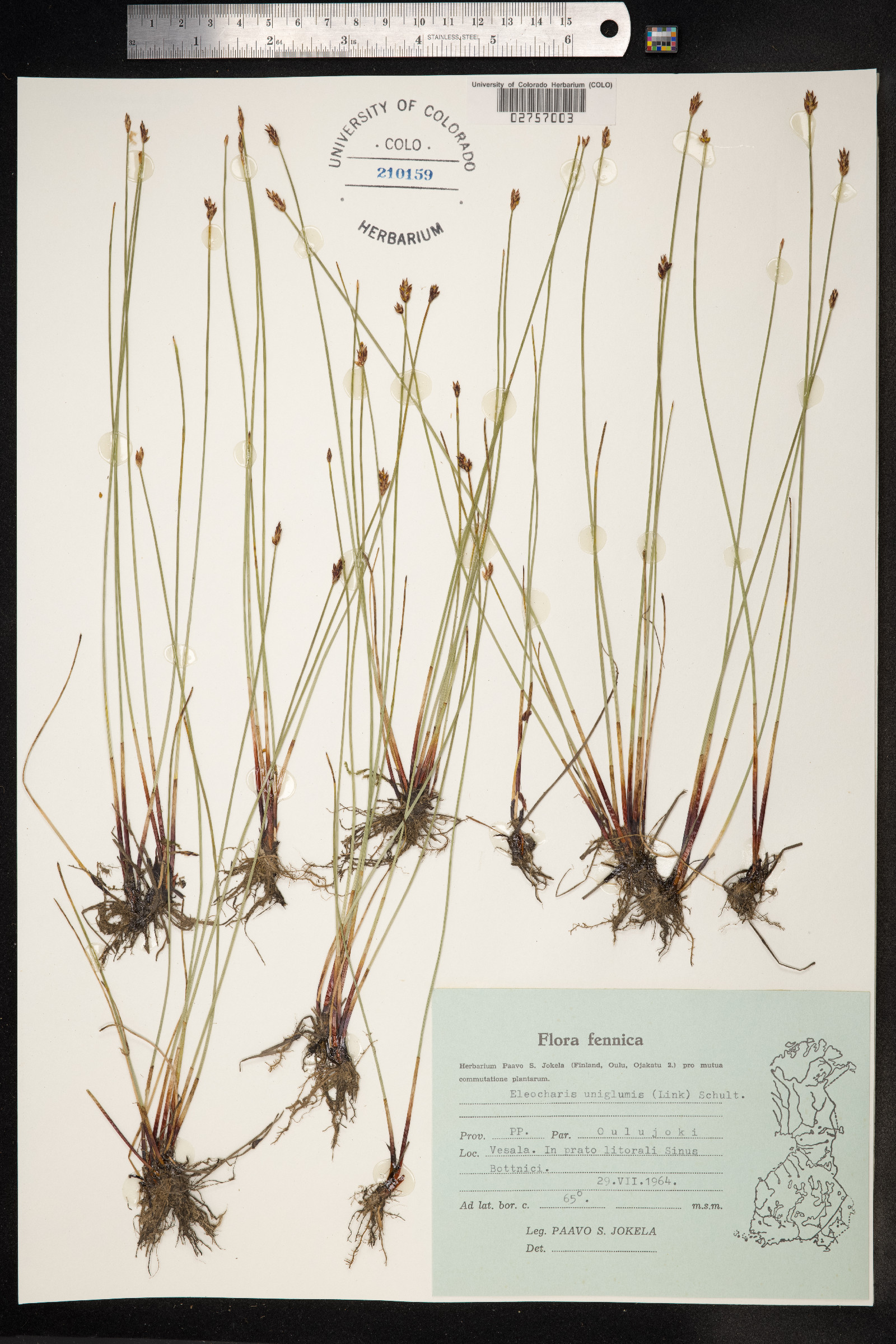 Eleocharis uniglumis image